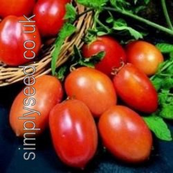 Tomato Roma